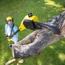 Best Root Management and Removal  in Point Lookout, NY