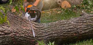 Best Utility Line Clearance  in Point Lookout, NY