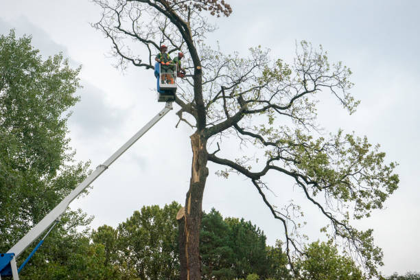 Best Leaf Removal  in Point Lookout, NY