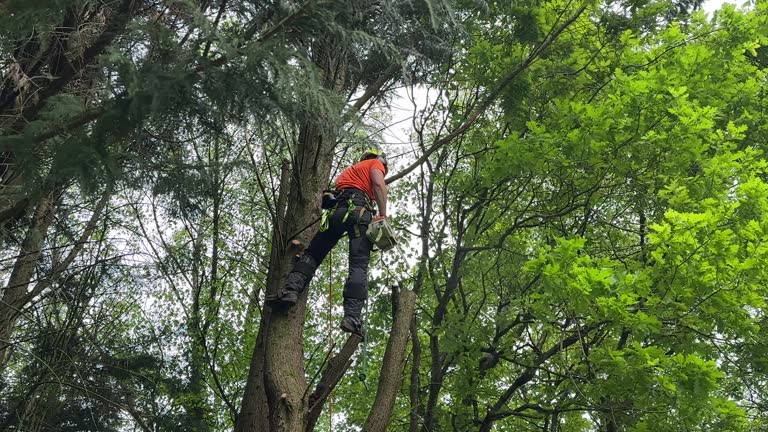 Best Commercial Tree Services  in Point Lookout, NY