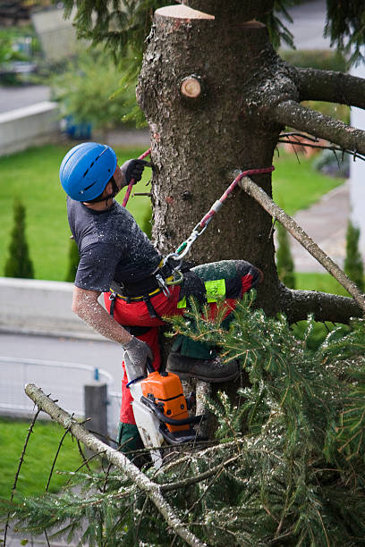 Best Lawn Drainage Solutions  in Point Lookout, NY