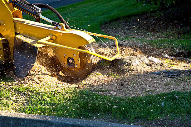 Best Tree Preservation Services  in Point Lookout, NY