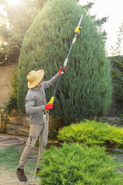  Point Lookout, NY Tree Services Pros